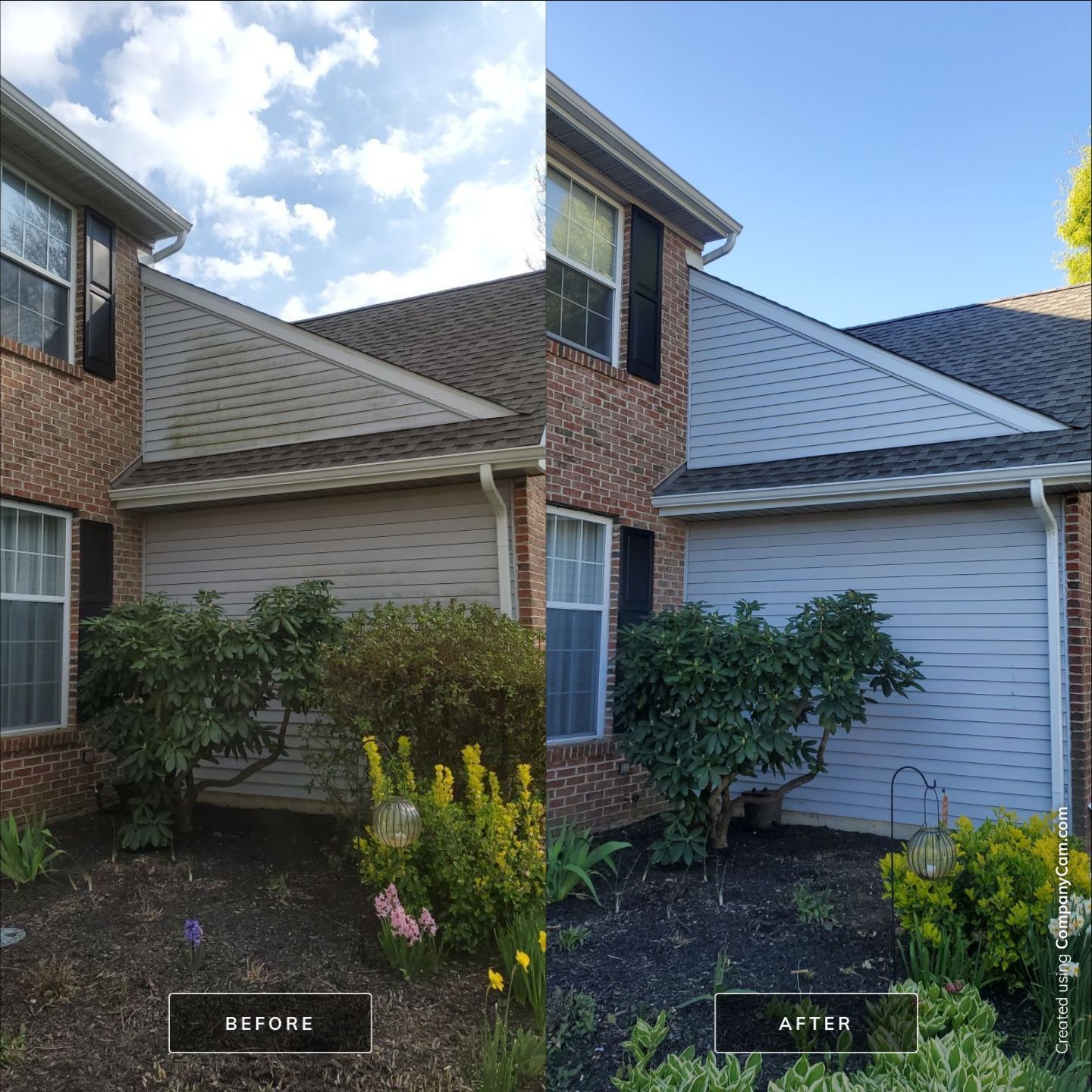 Shingle roof in Centreville DE after a gentle soft wash for moss and algae
